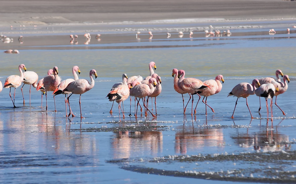 milhares de flamingos em uma grande lagoa