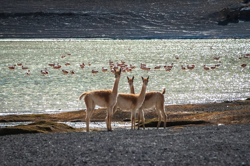 deer and flamingos in a large lagoon