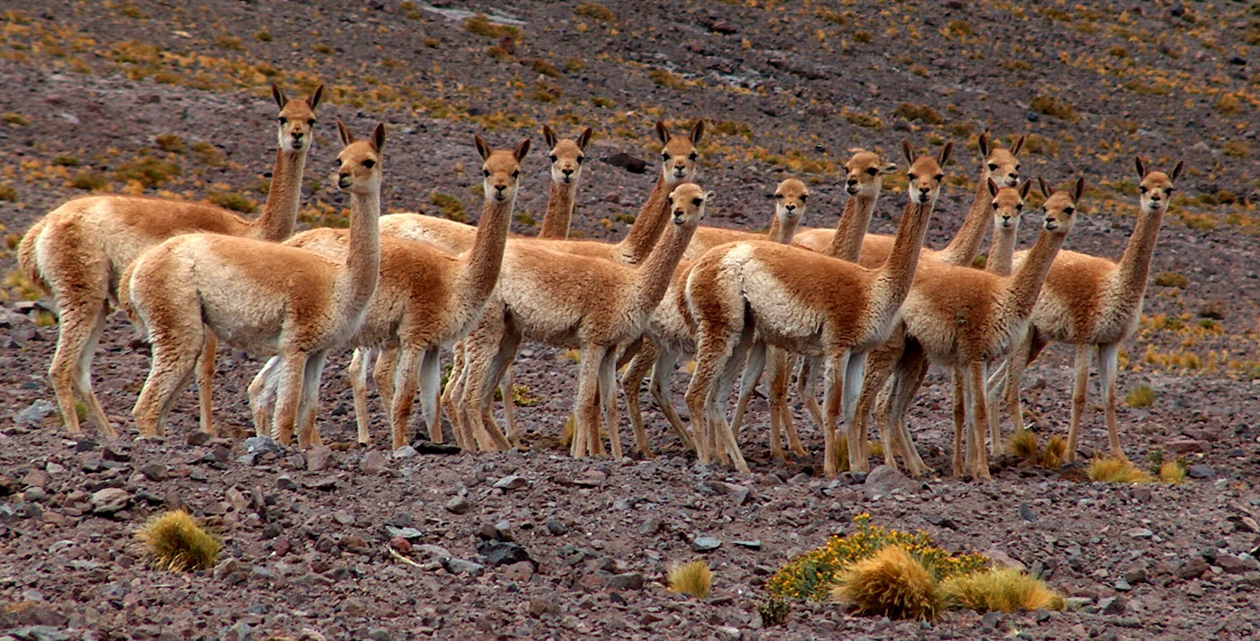 vicuñas salvajes