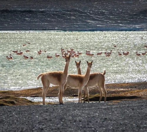 cervos e flamingos em uma grande lagoa