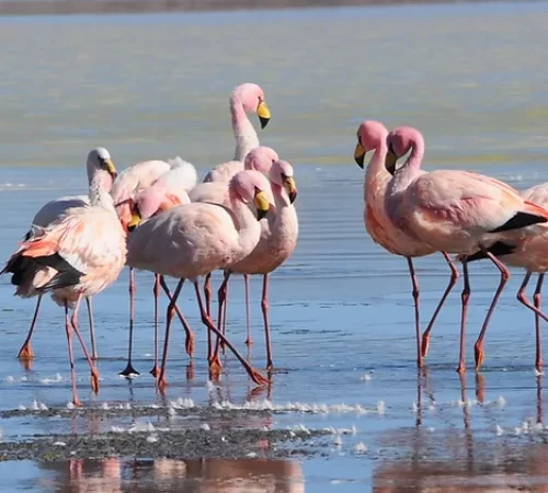 lake full of flamingos